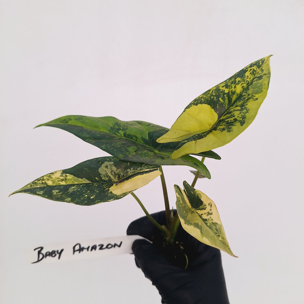 Alocasia ‘Simpo Aurea’ Variegata - Bare Bottom Baby