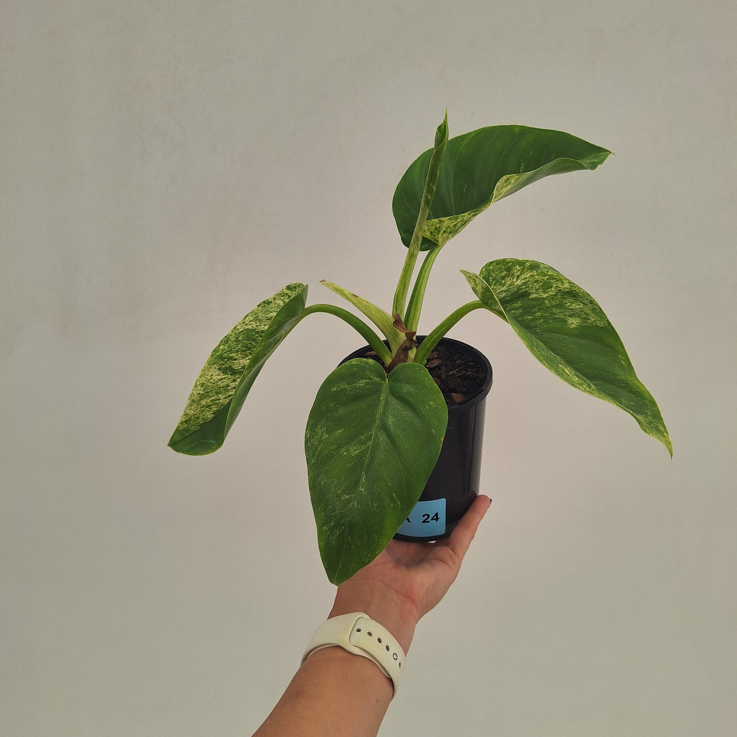 Philodendron giganteum Blizzard - SALE