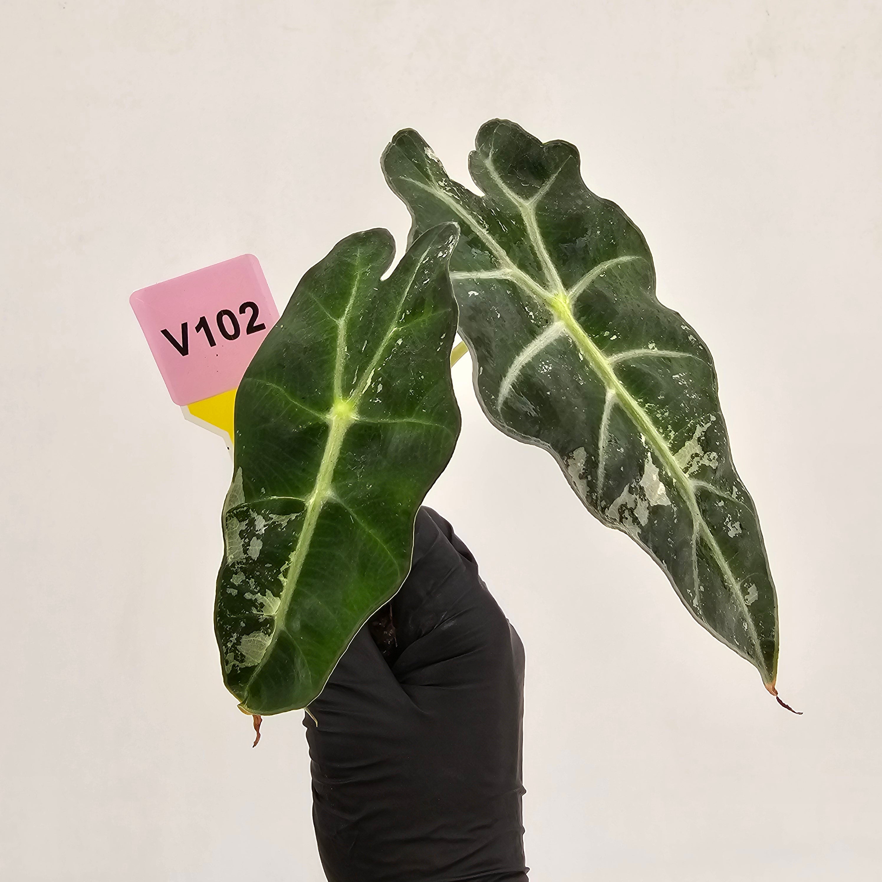 Alocasia Polly 'Snowflake Brocade'