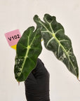 Alocasia Polly 'Snowflake Brocade'