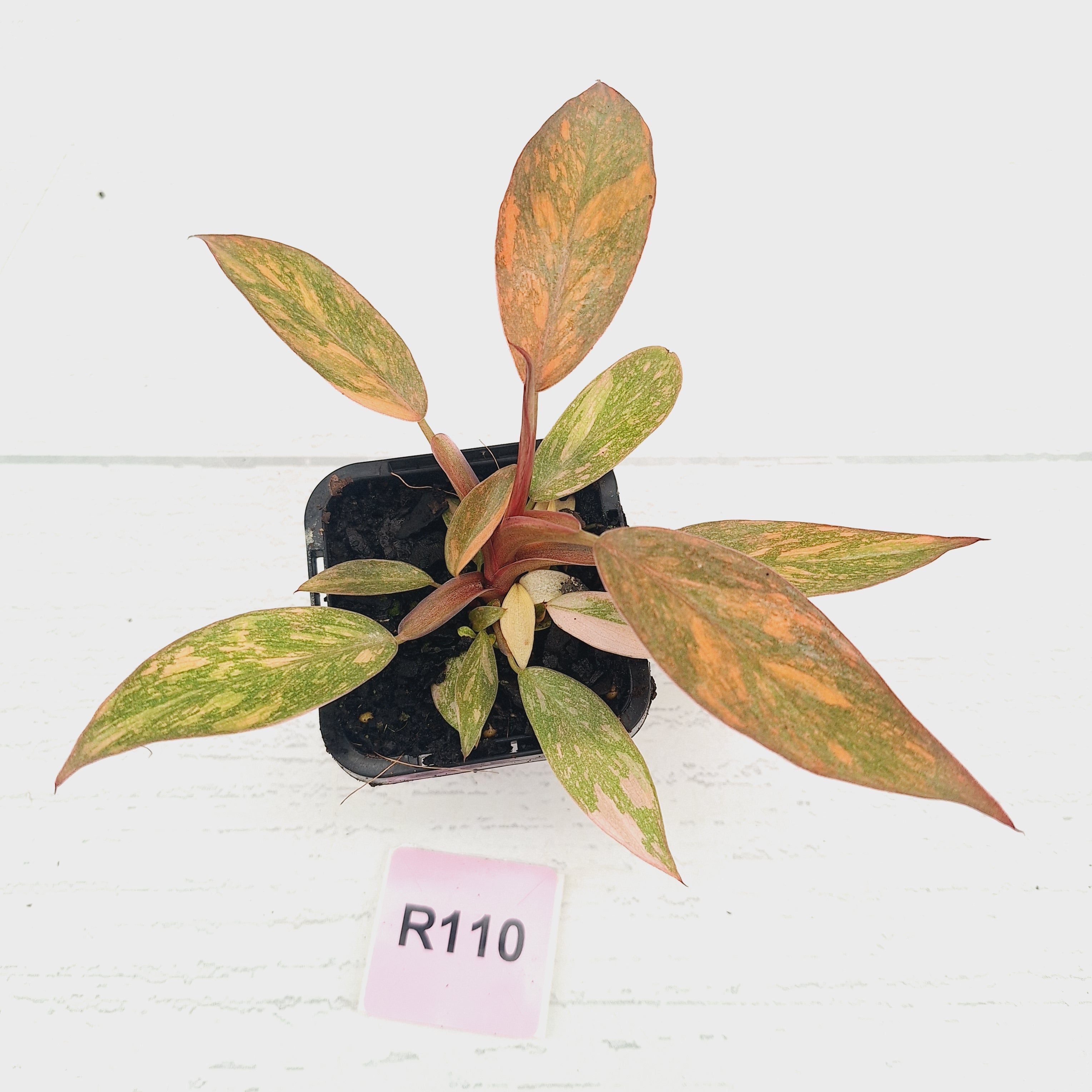 Philodendron 'Orange Princess' 70mm