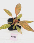 Philodendron 'Orange Princess' 70mm