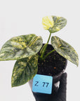 Alocasia sinuata Variegata