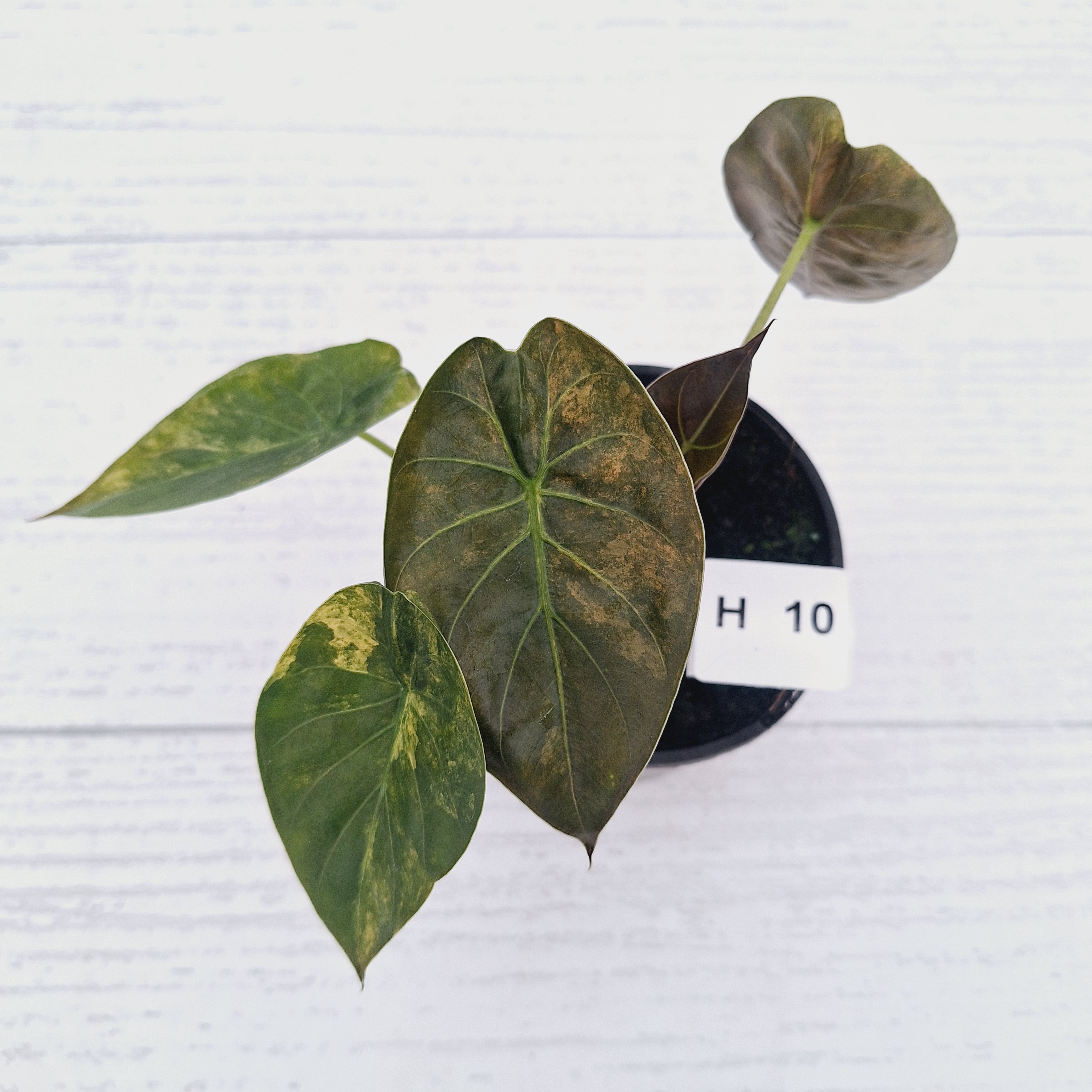 Alocasia ‘wentii’ Variegated