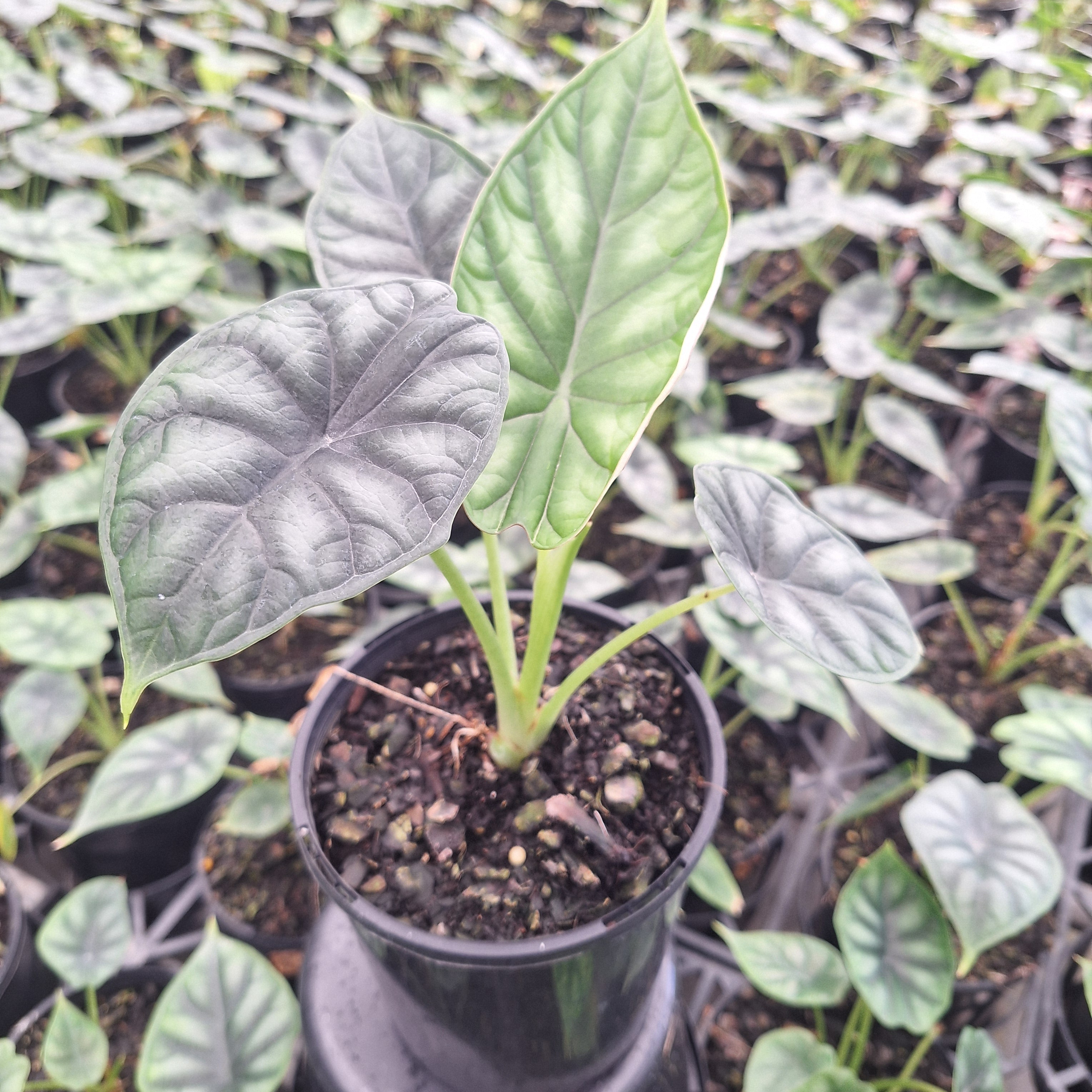 Alocasia baginda Dragon Scale