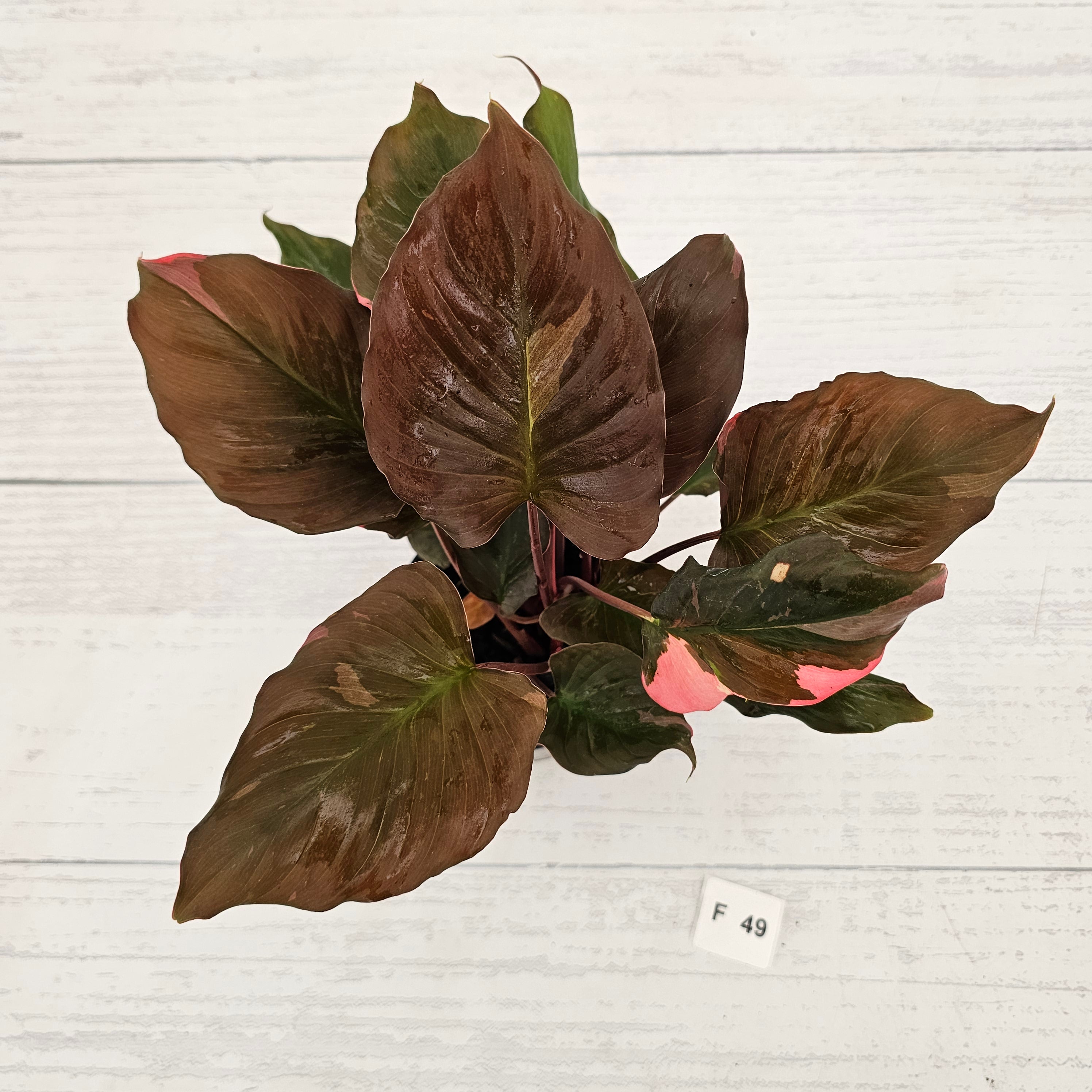 Homalomena rubescens Flaming Red Variegata