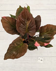 Homalomena rubescens Flaming Red Variegata
