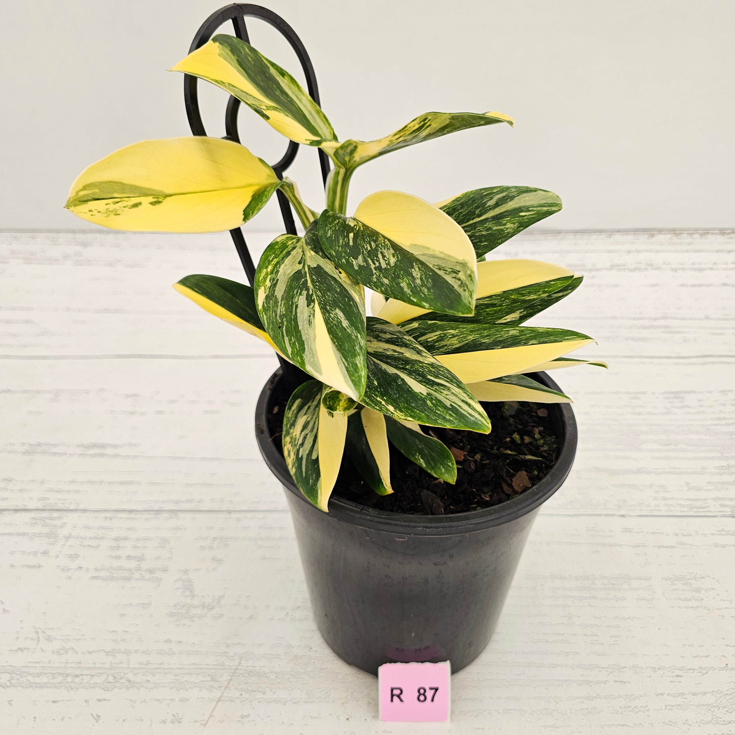 Monstera standleyana 'Cobra' - SALE