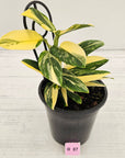 Monstera standleyana 'Cobra' - SALE