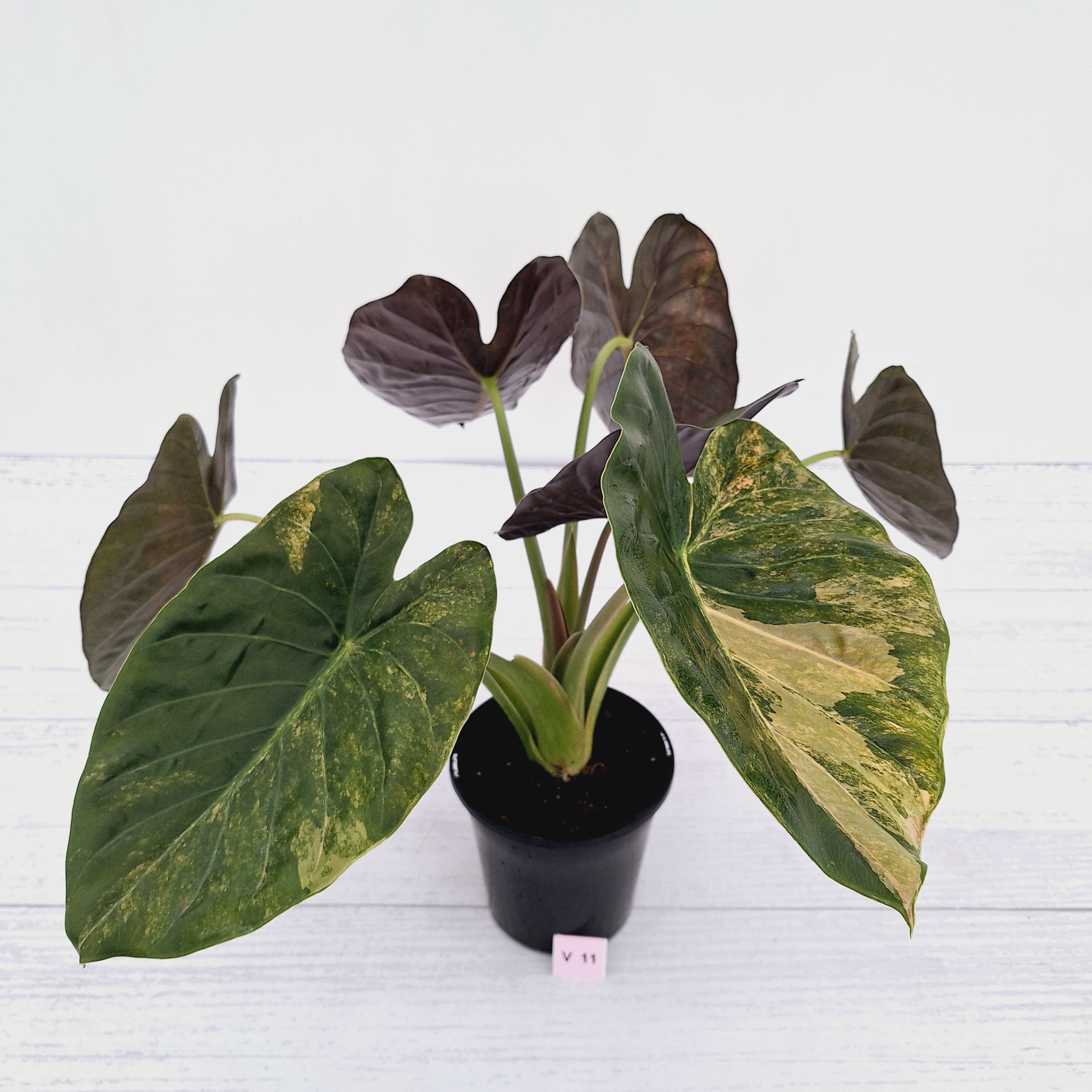Alocasia ‘wentii’ Variegated - Sale
