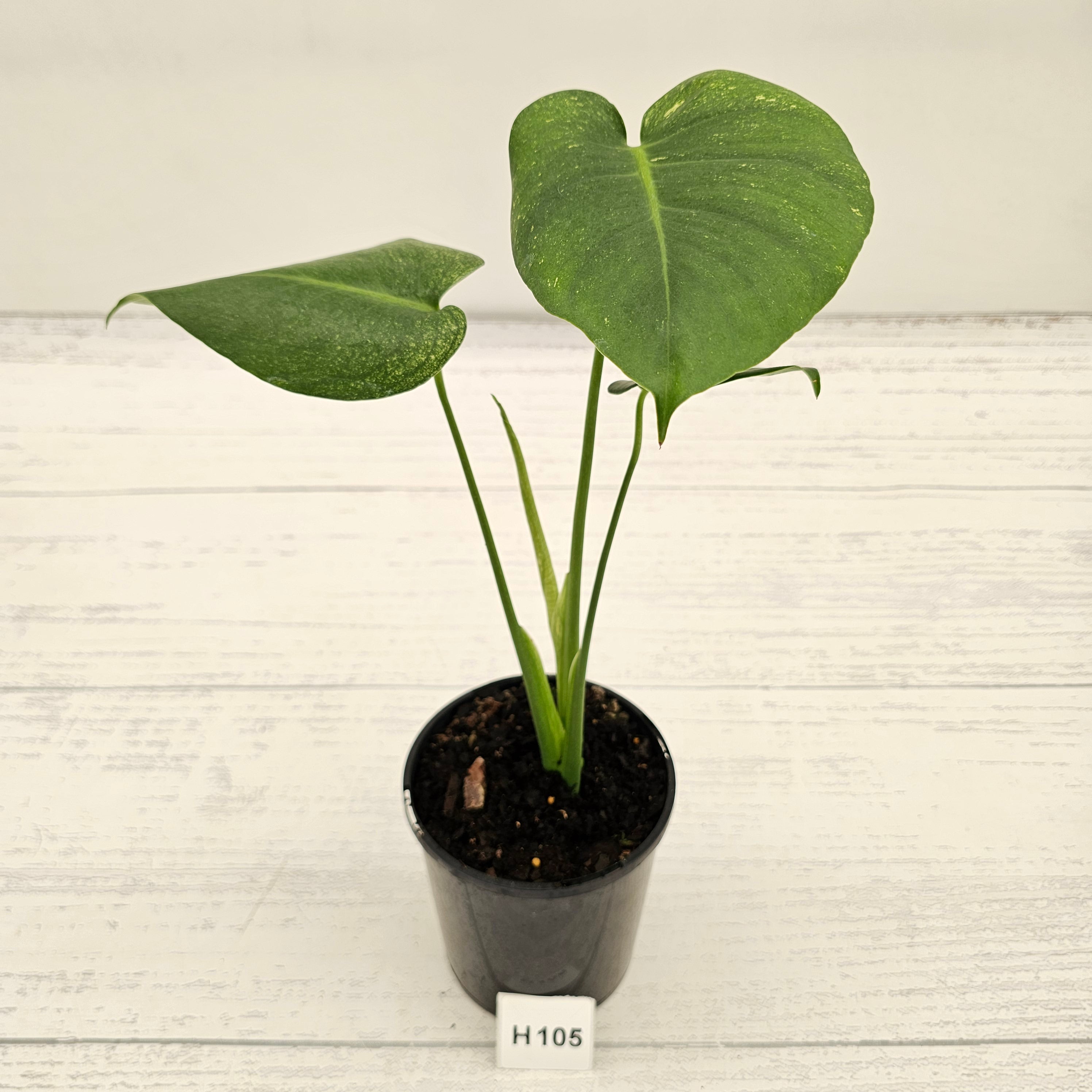 Monstera Deliciosa 'Mint'