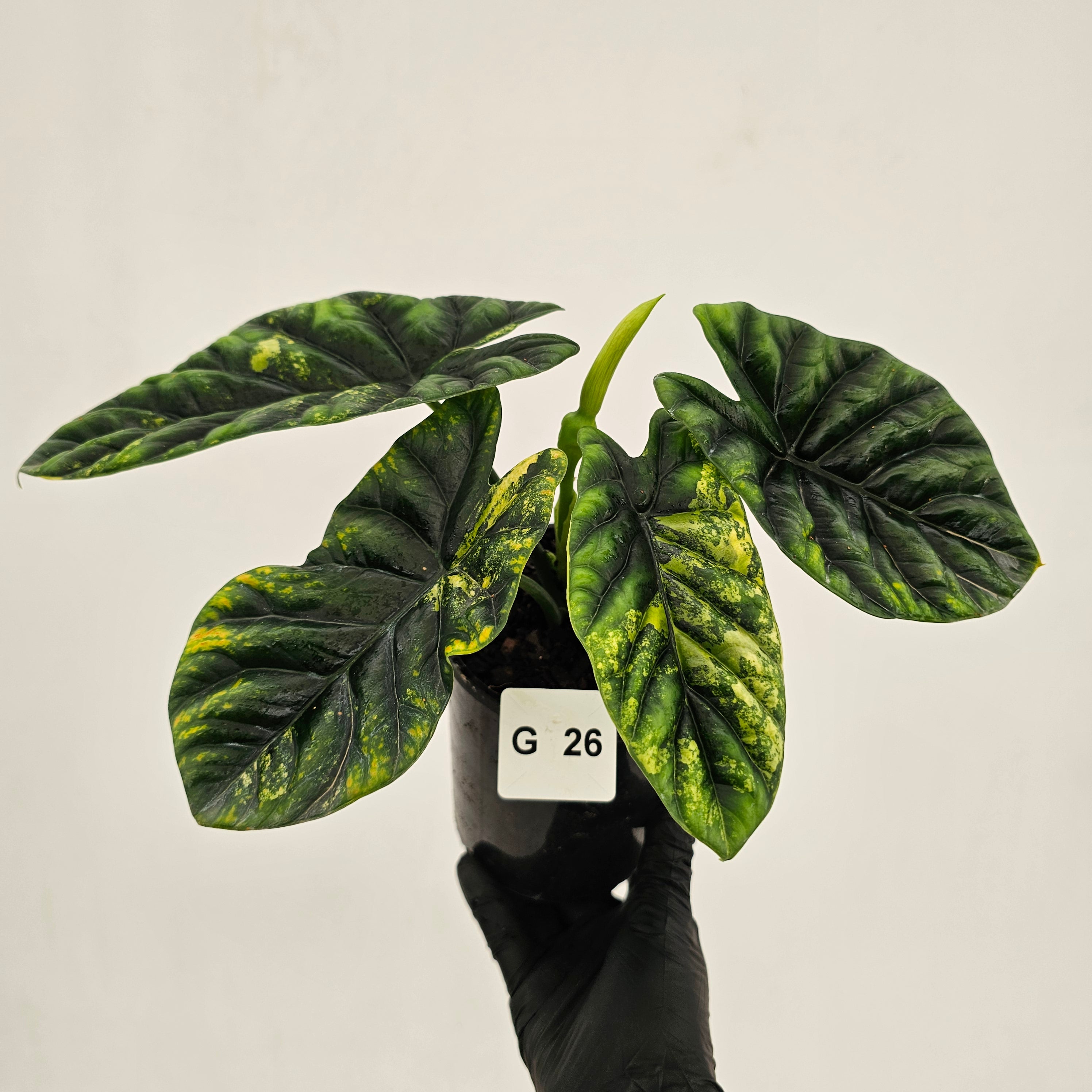 Alocasia sinuata Variegata