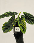 Alocasia sinuata Variegata
