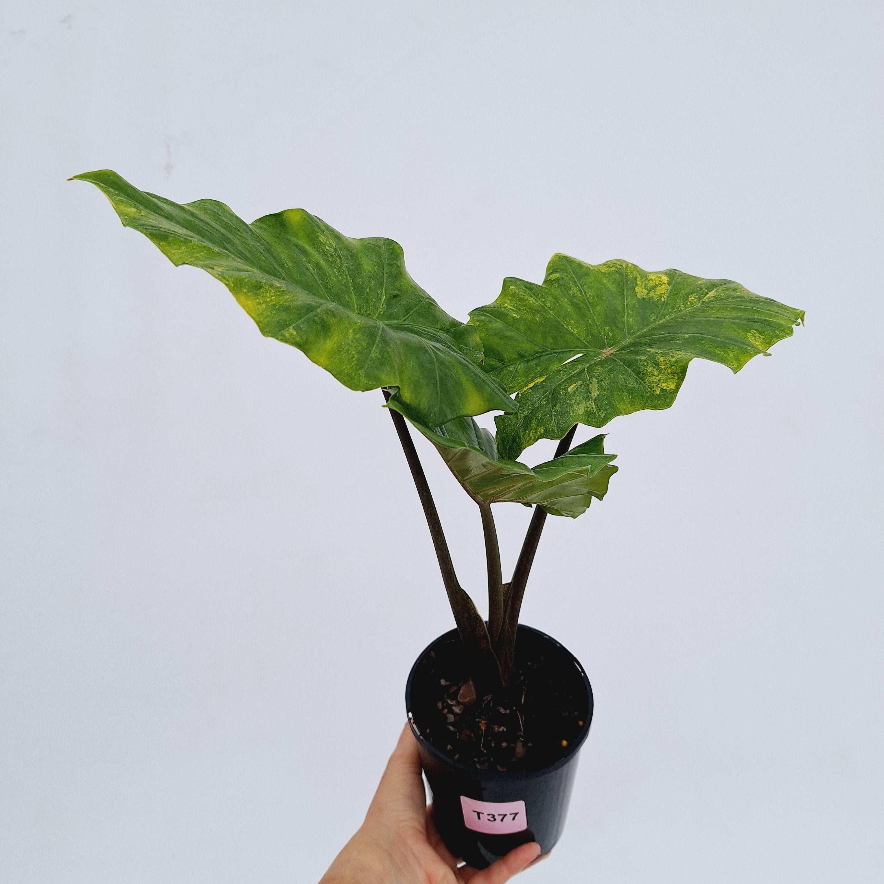 Alocasia Portora Variegata