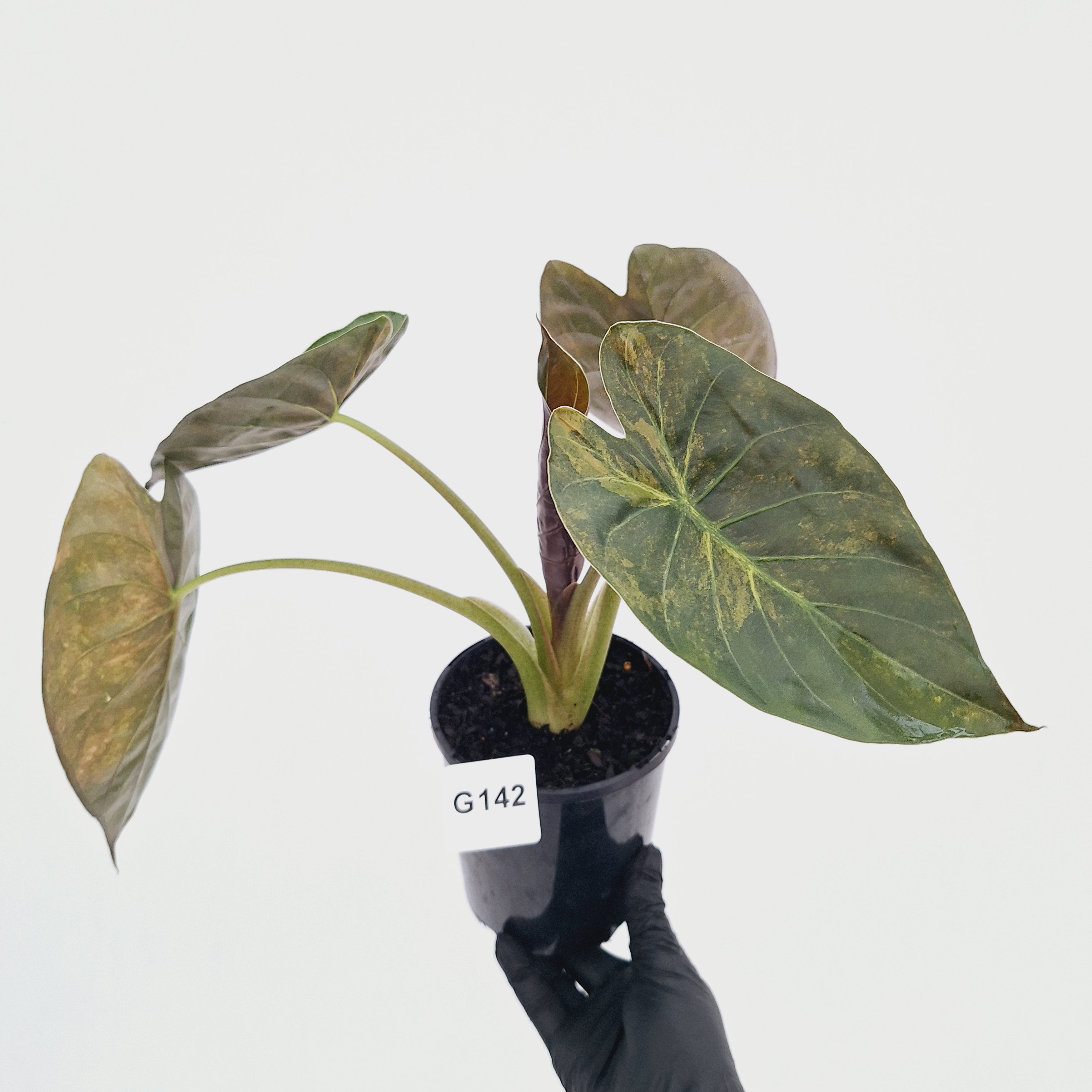 Alocasia ‘wentii’ Variegated