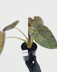 Alocasia ‘wentii’ Variegated