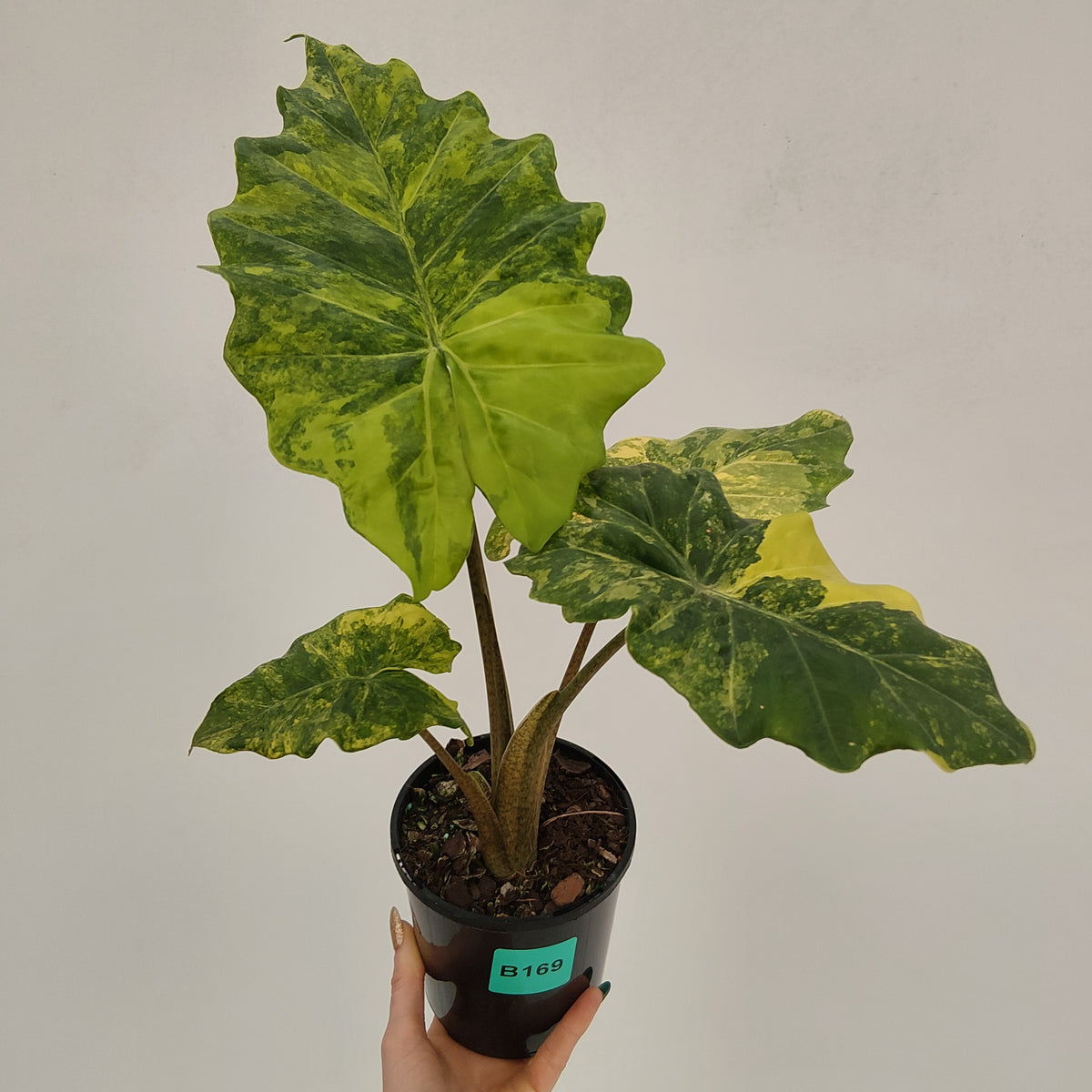 Alocasia Portora Variegata - SALE