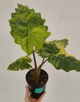 Alocasia Portora Variegata - SALE