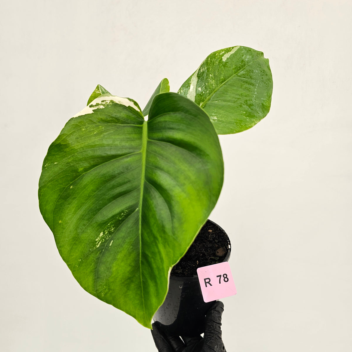 Monstera borsigiana 'Albo'