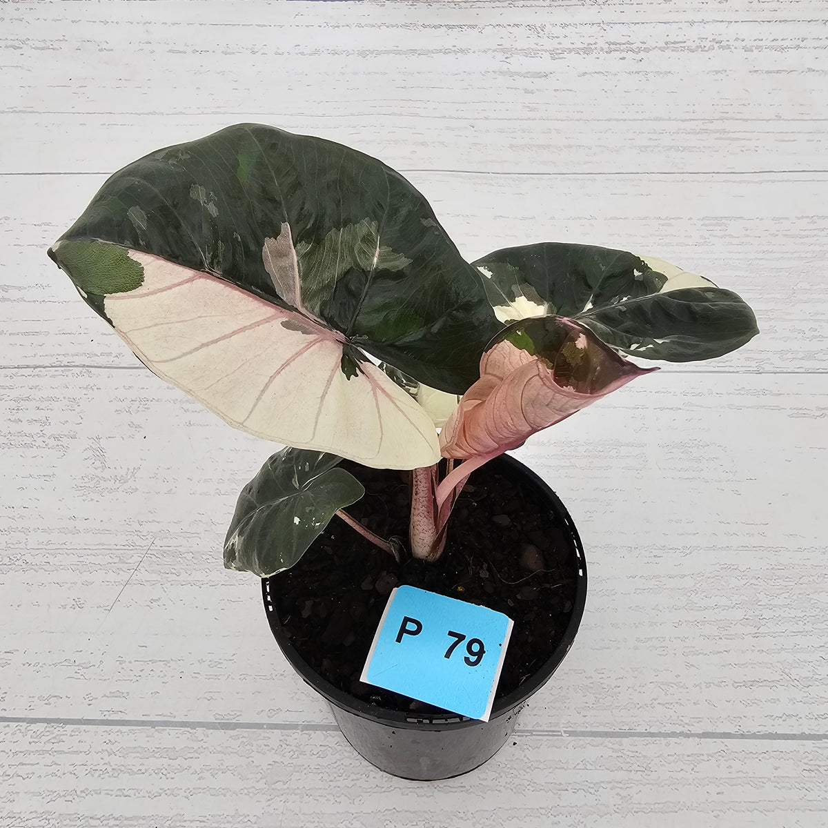 Alocasia macrorrhizos 'plumbea Variegata'