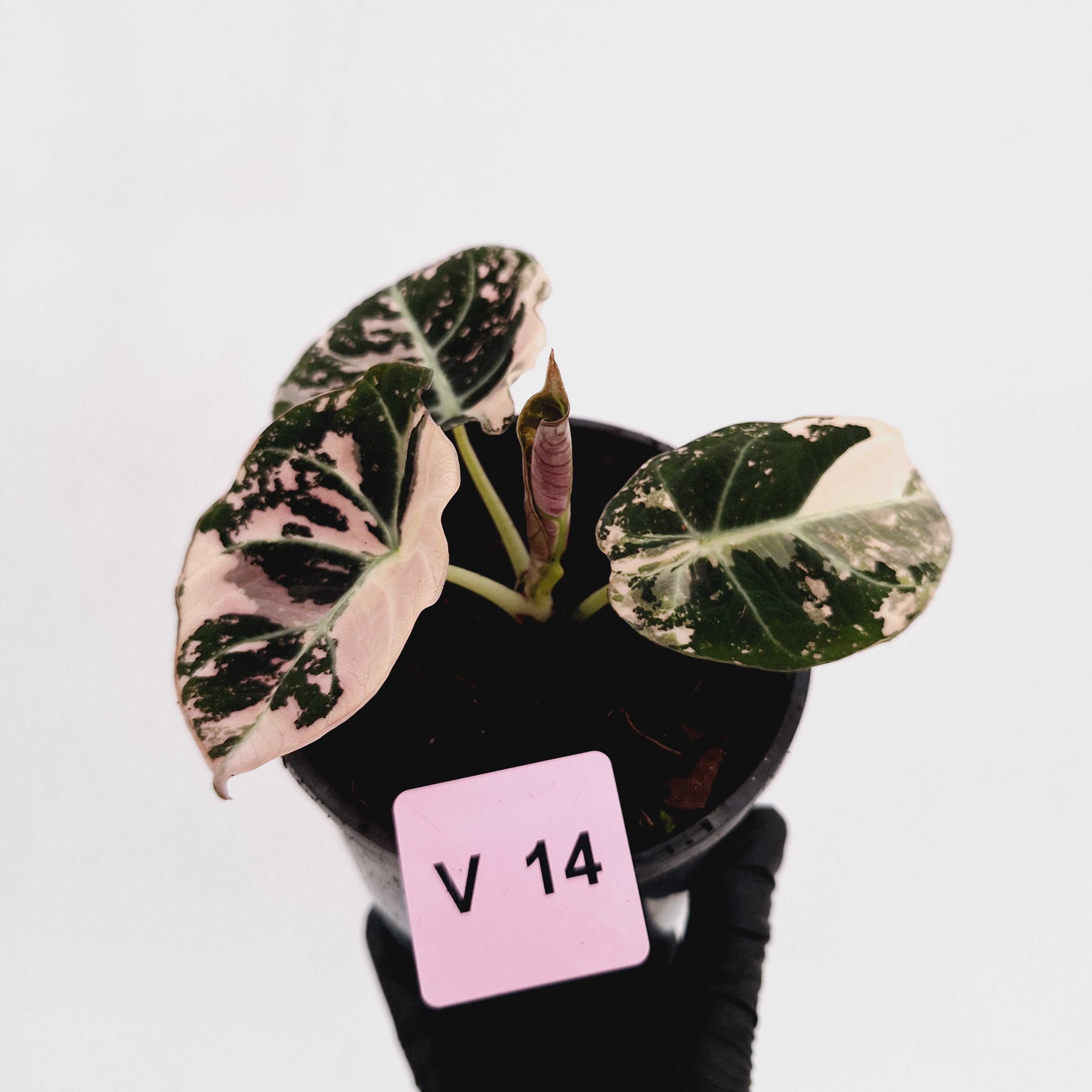 Alocasia reginula 'Black Velvet variegata'