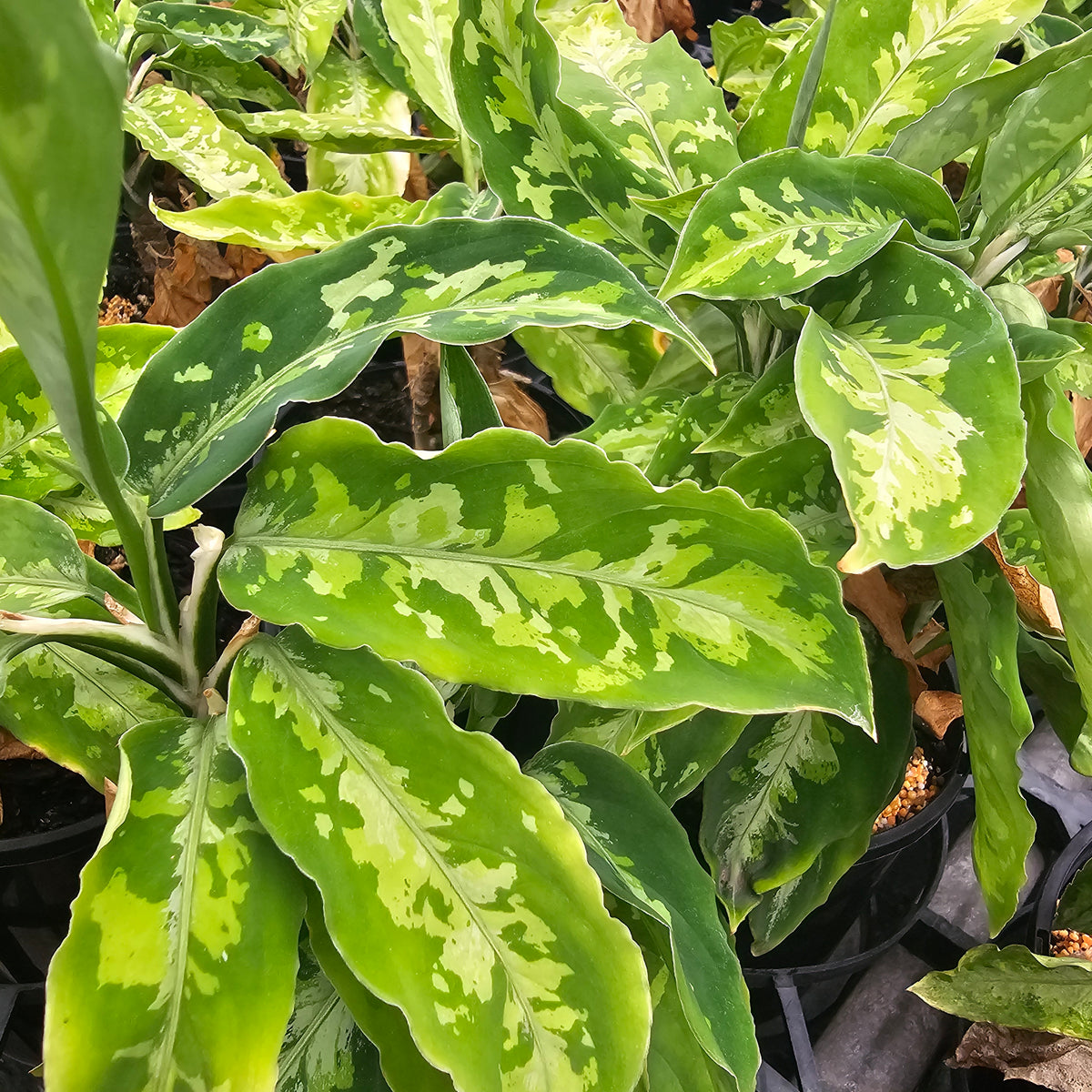 Aglaonema pictum Tricolour -Perfectly Imperfect