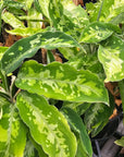 Aglaonema pictum Tricolour -Perfectly Imperfect