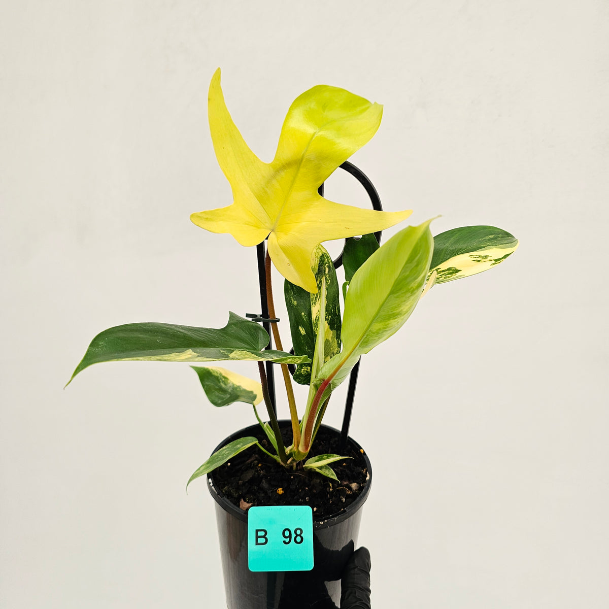 Philodendron pedatum 'Florida Beauty'