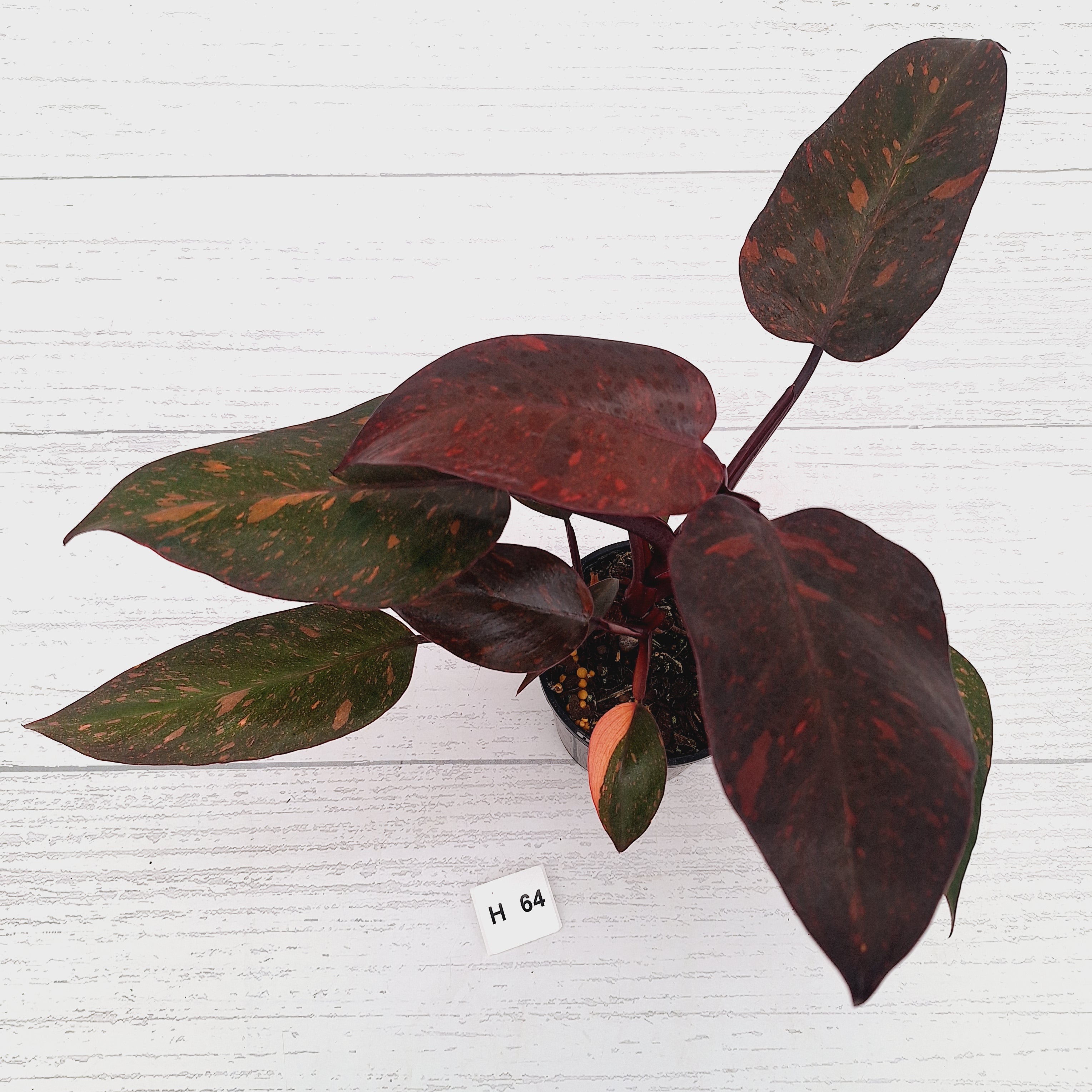 Philodendron 'Orange Princess' - FLASH SALE