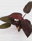 Philodendron 'Orange Princess' - FLASH SALE