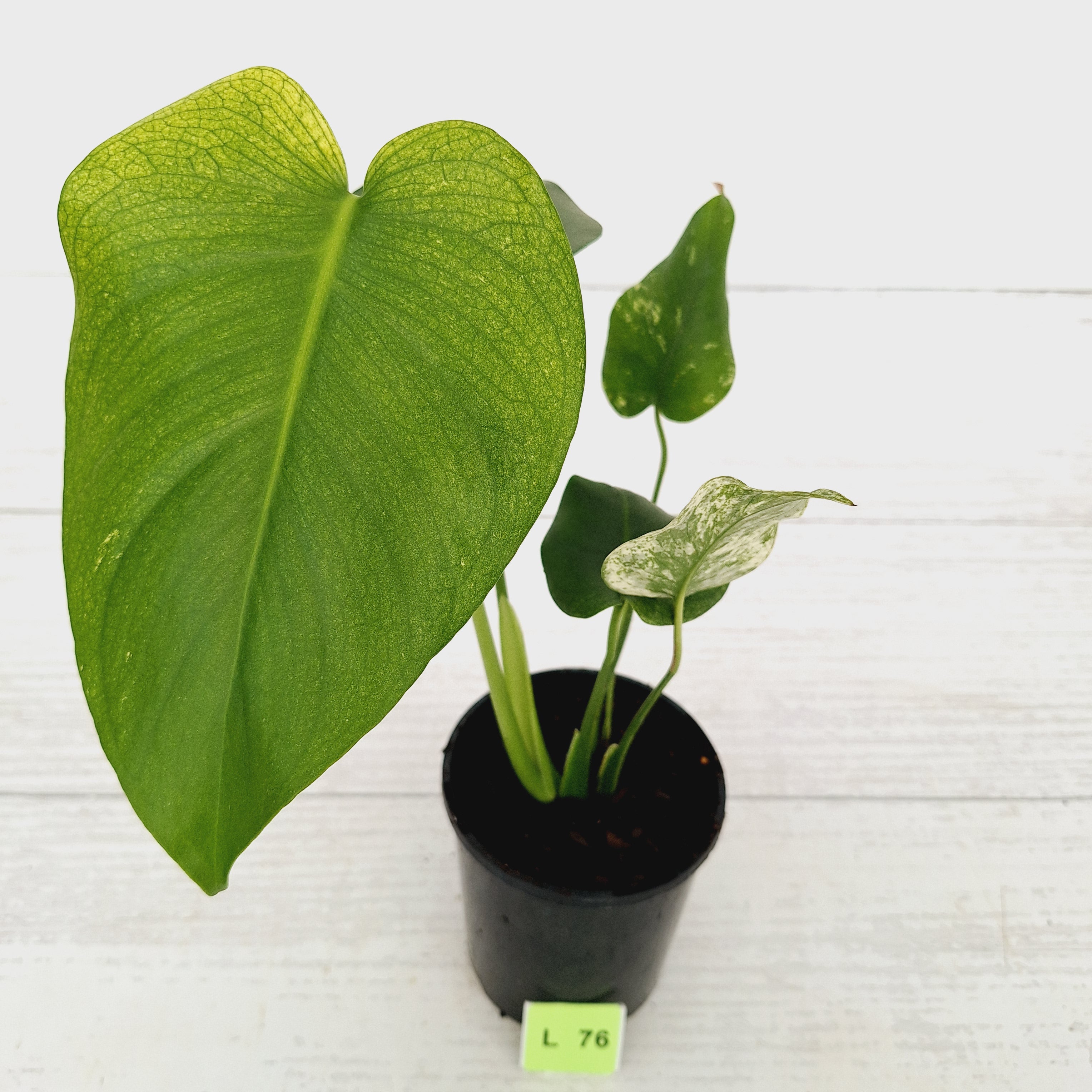 Monstera Deliciosa &#39;Mint&#39;