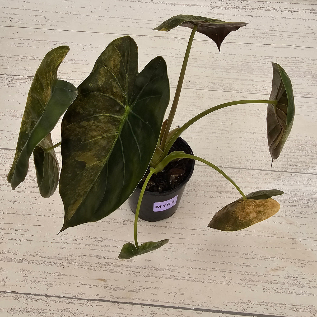 Alocasia ‘wentii’ Variegated - Sale