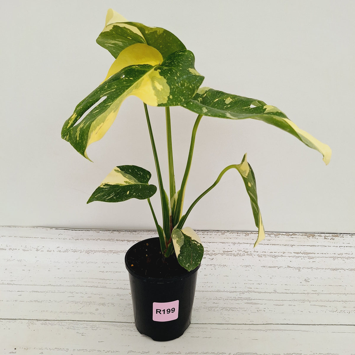Monstera deliciosa 'Thai Constellation'