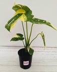 Monstera deliciosa 'Thai Constellation'
