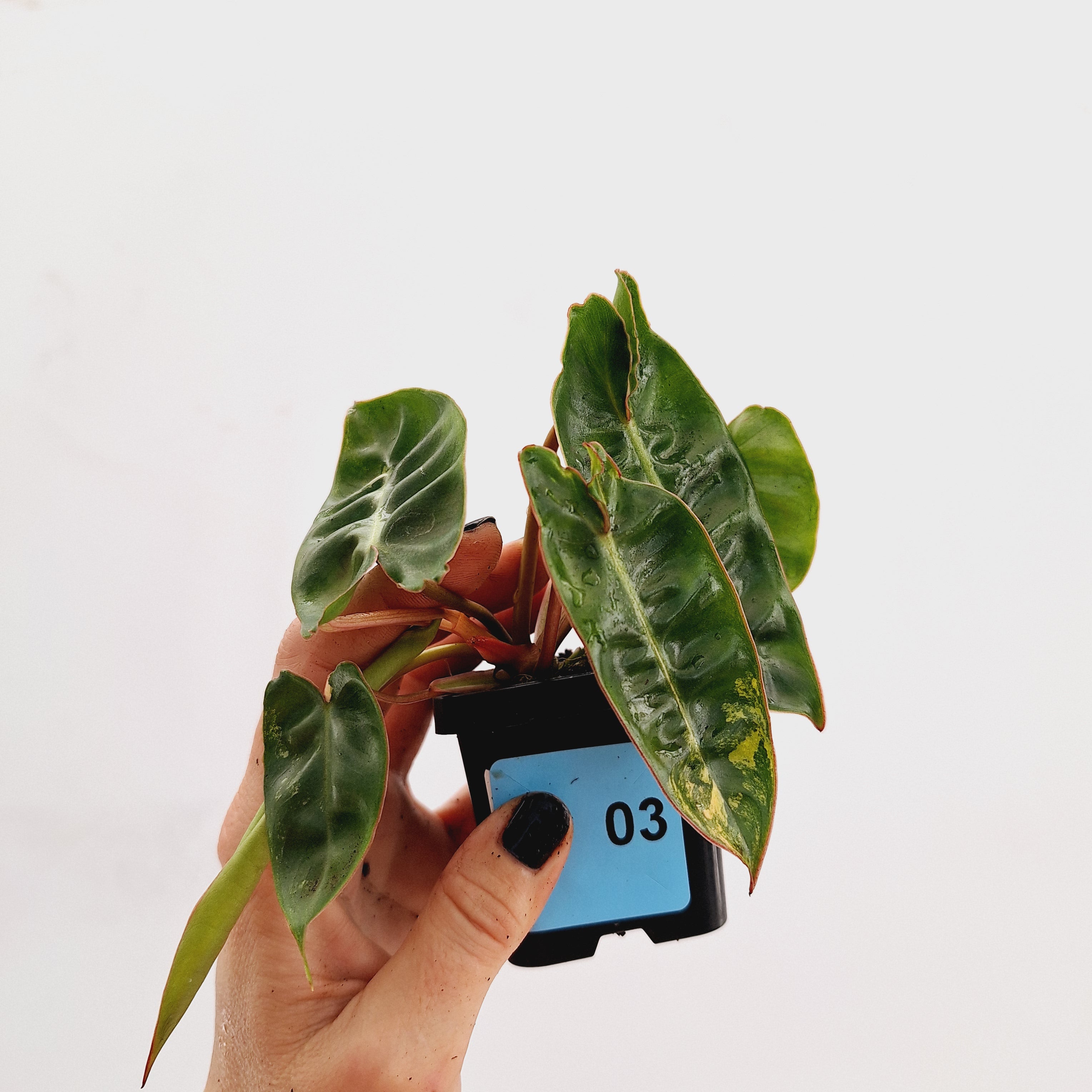 Philodendron billietiae Variegata