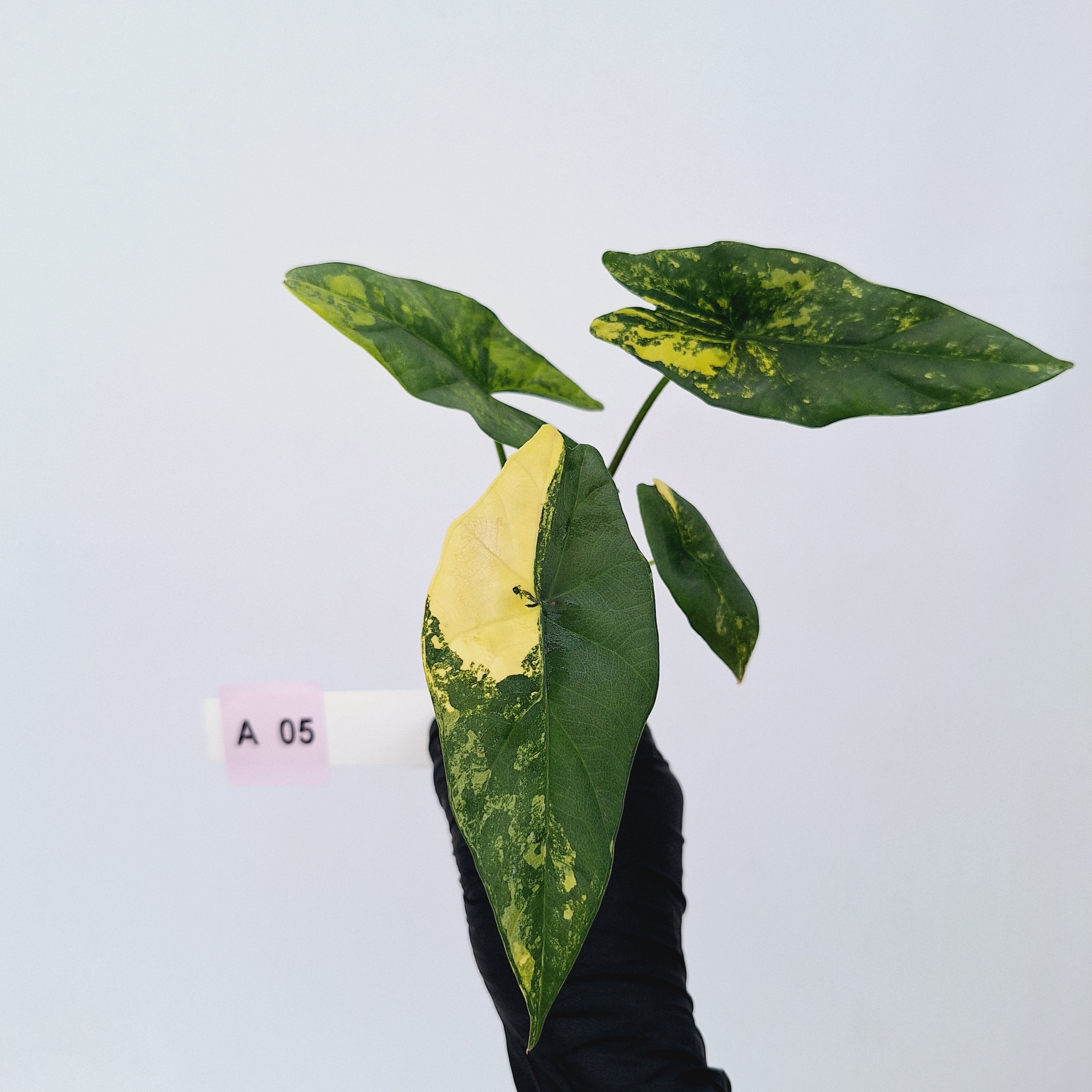 Alocasia ‘Simpo Aurea’ Variegata - Bare Bottom Baby