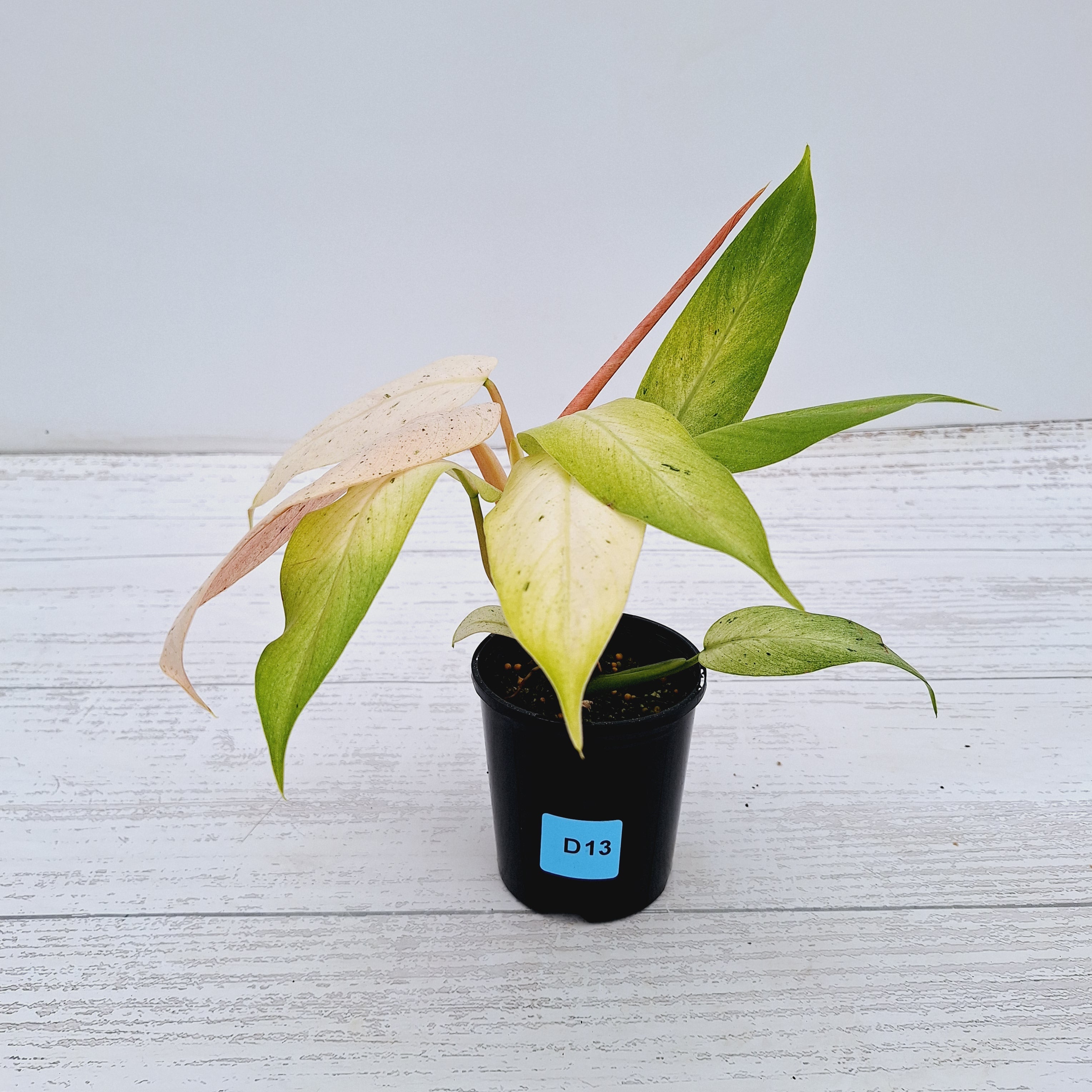 Philodendron  &#39;Whipple Way&#39;