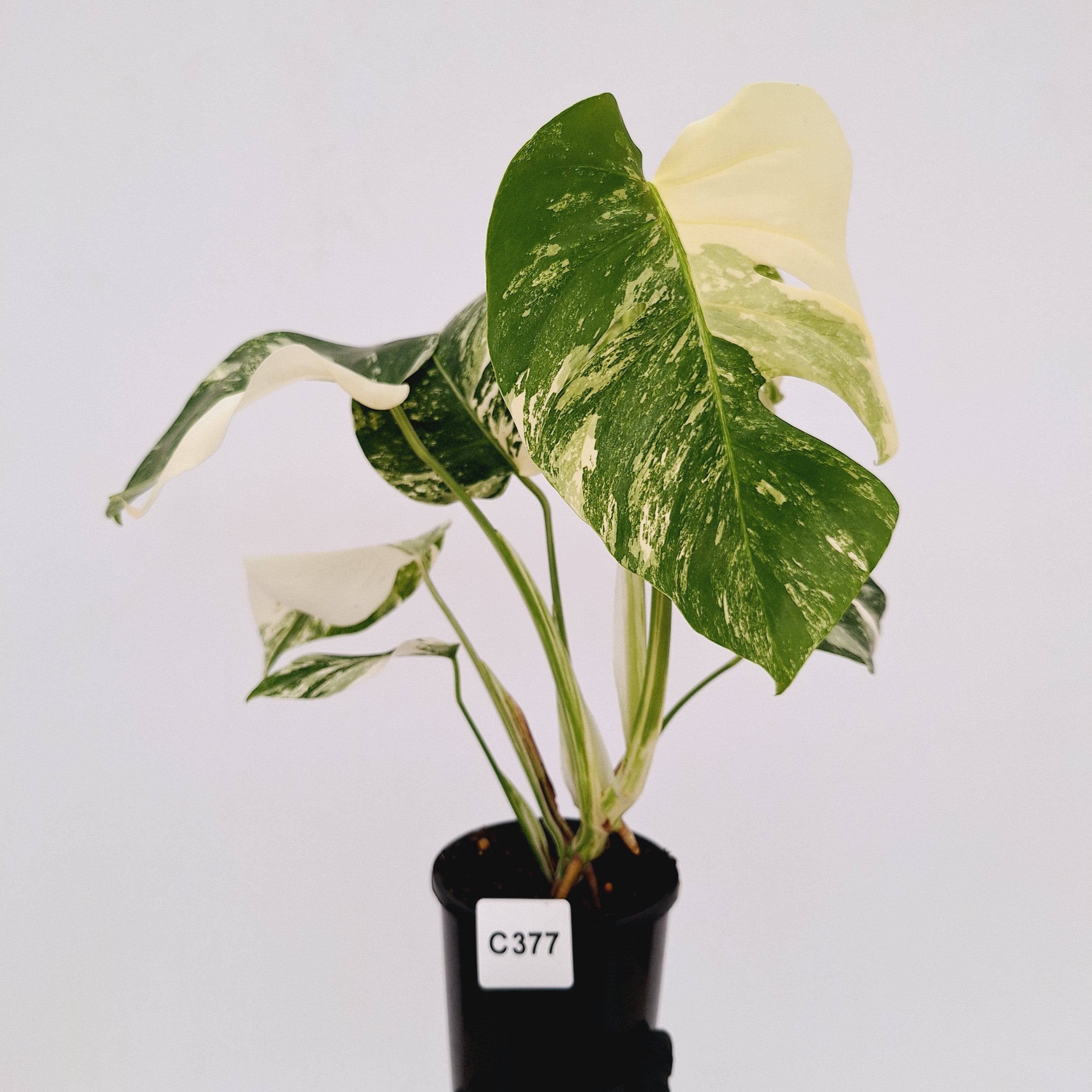 Monstera borsigiana 'Albo'