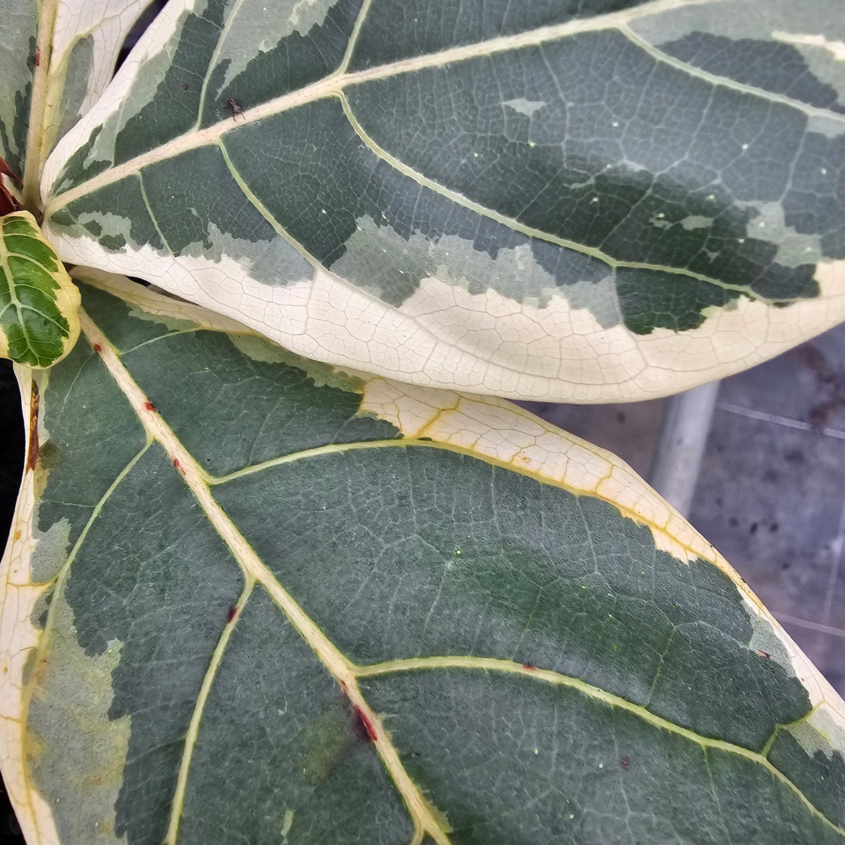 Ficus lyrata Variegata - Perfectly Imperfect Plants