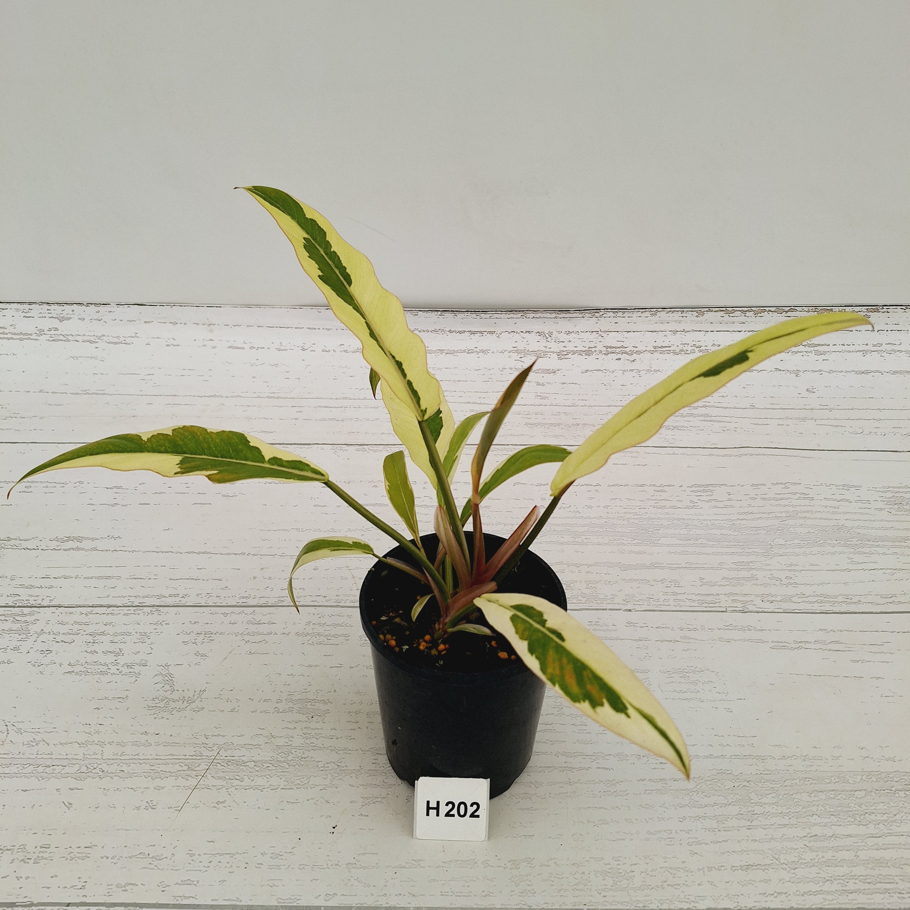 Philodendron serratum Caramel Marble Albo