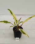Philodendron serratum Caramel Marble Albo