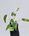 Alocasia Okinawa Silver