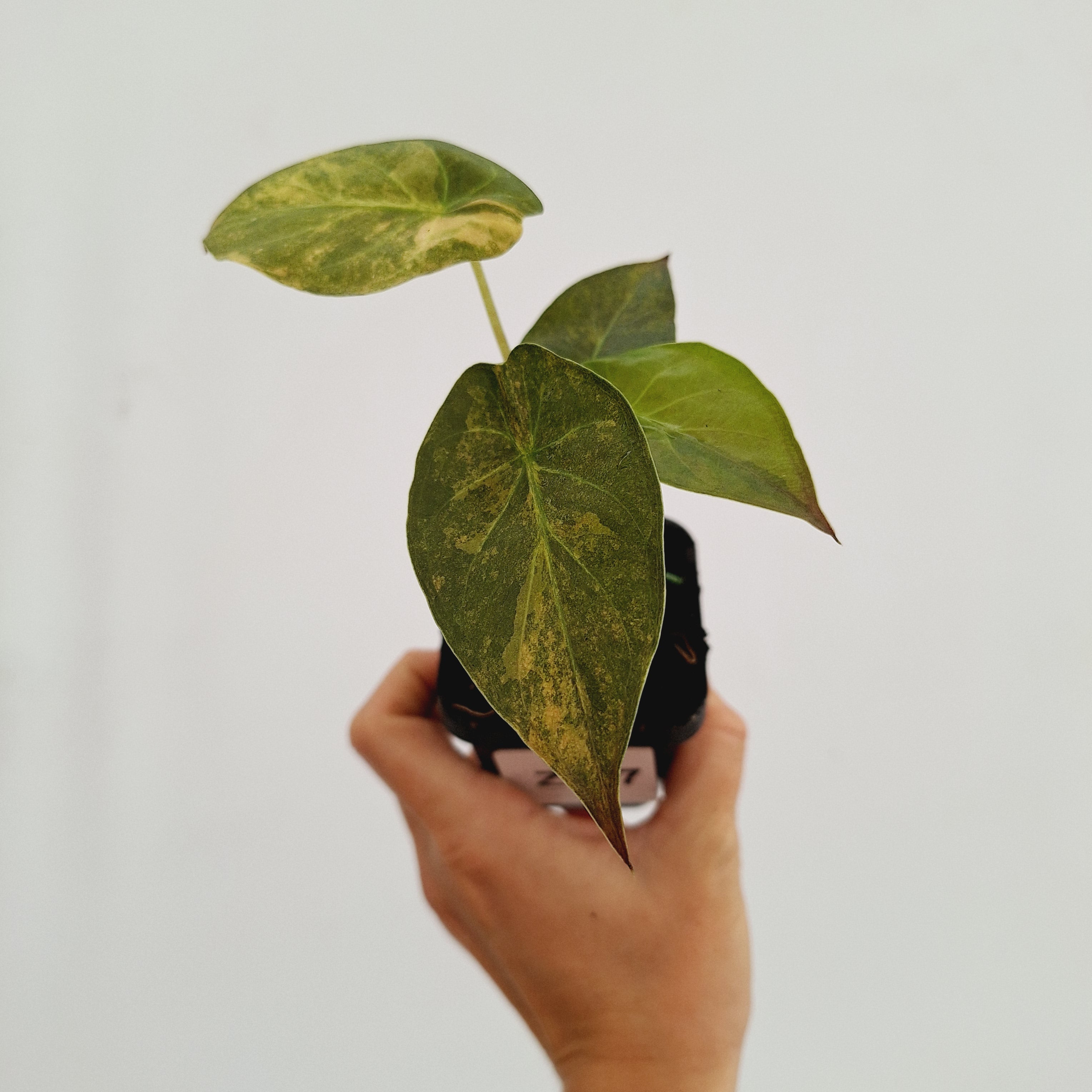 Alocasia ‘wentii’ Variegated