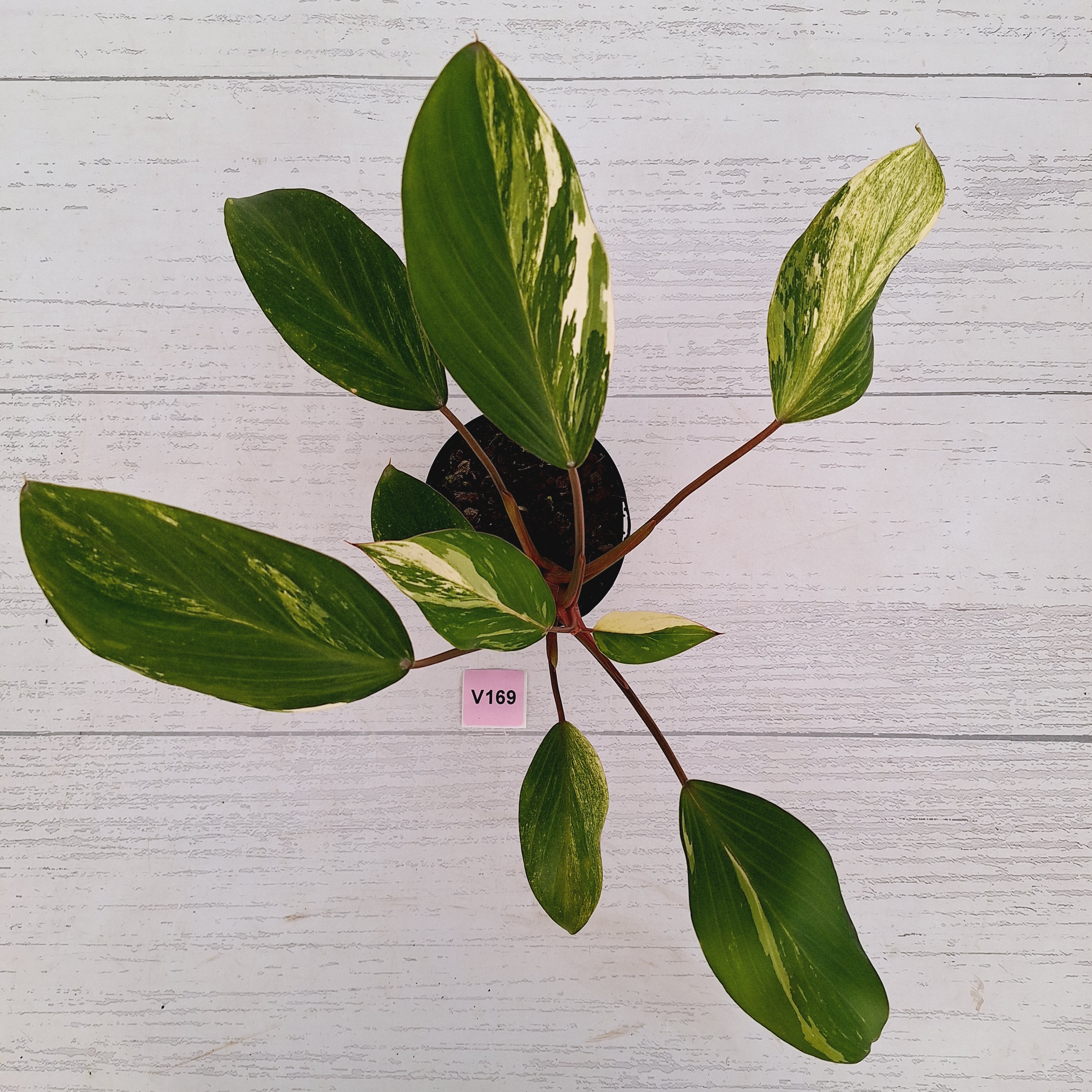 Homalomena Tropical Green Variegata -sale