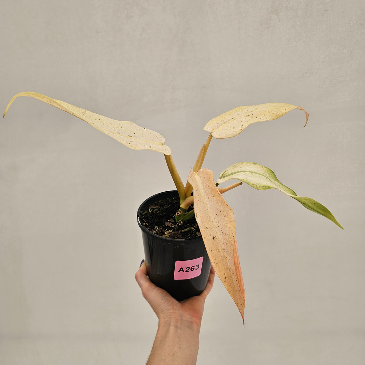 Philodendron  'Whipple Way' SALE
