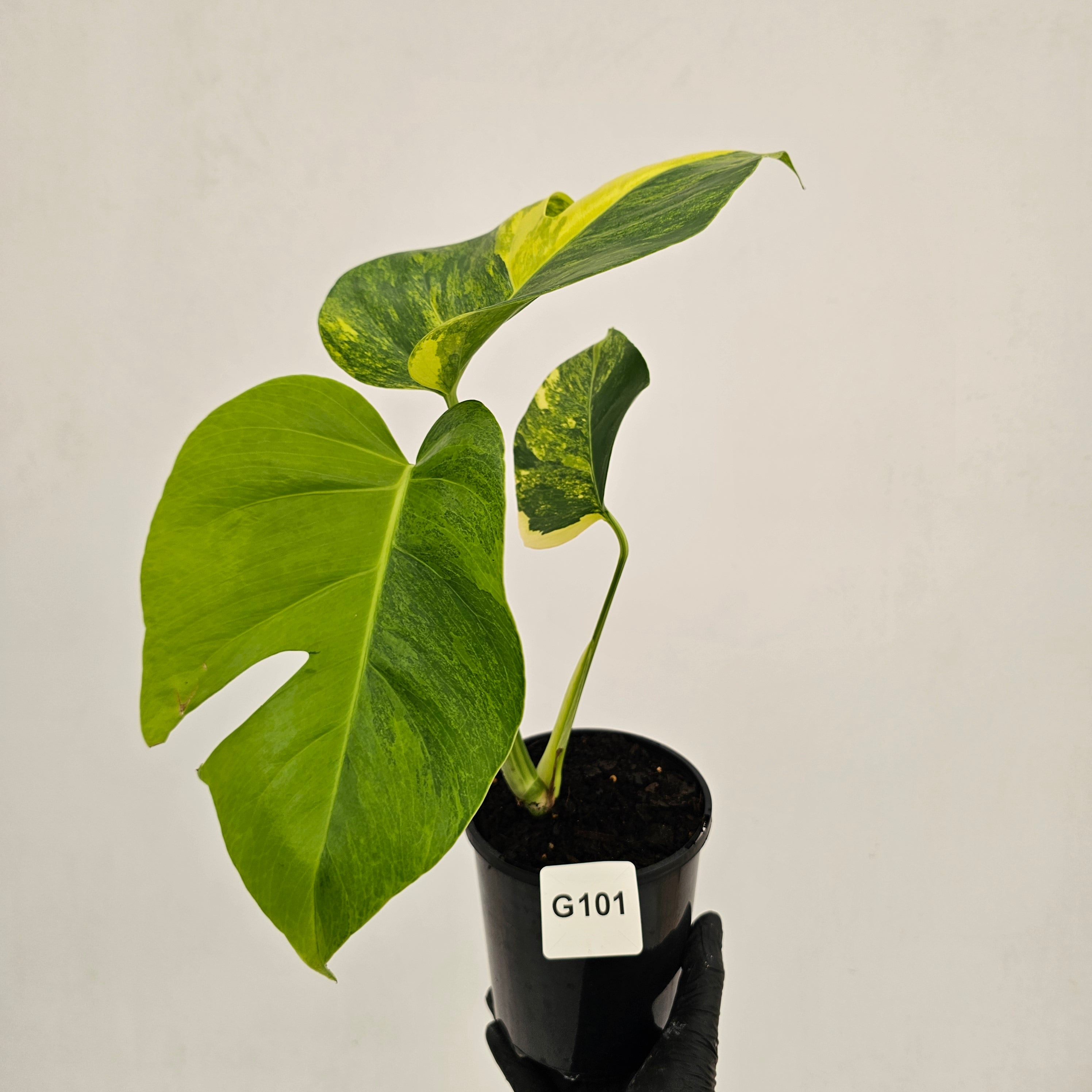Monstera borsigiana Aurea