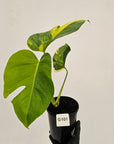 Monstera borsigiana Aurea