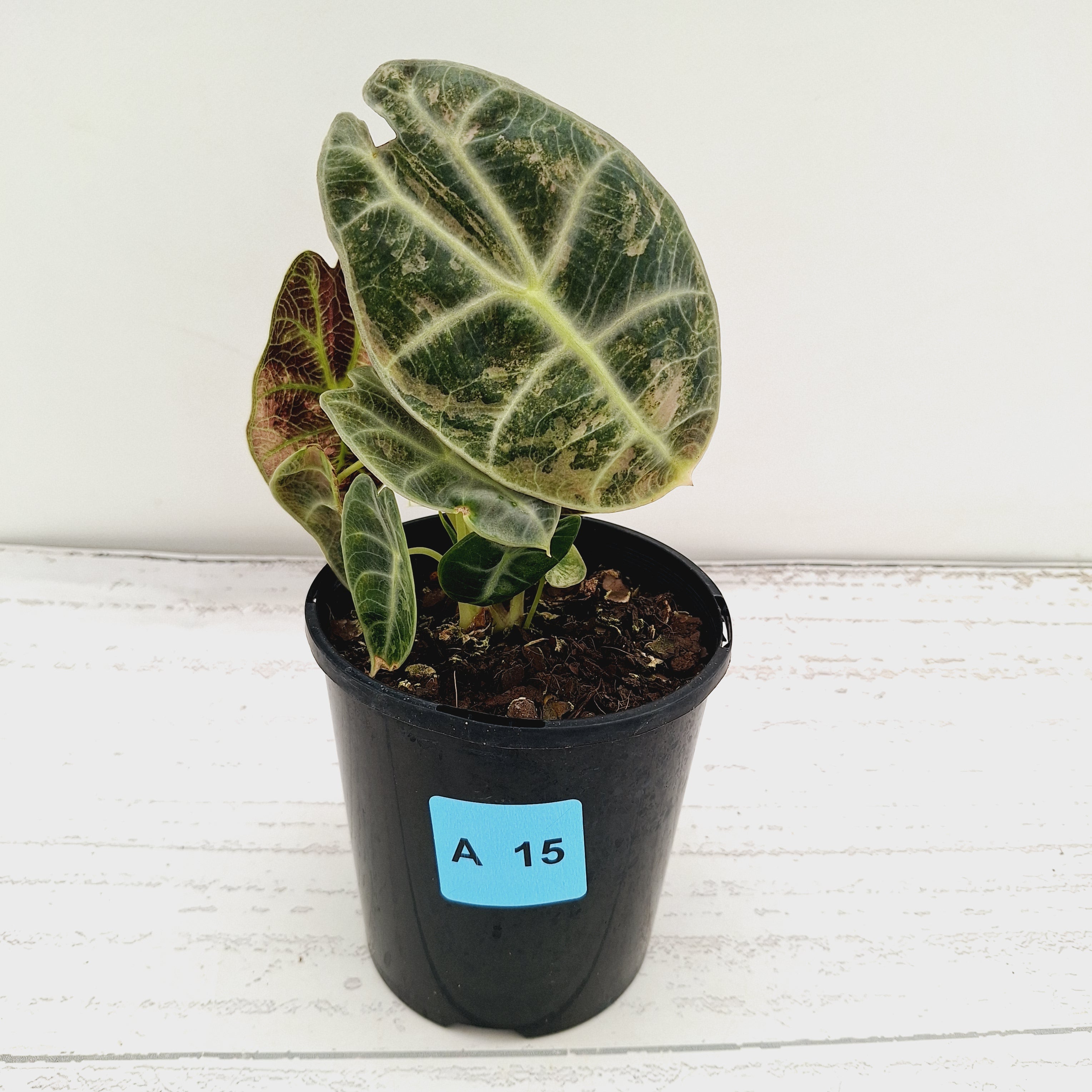 Alocasia Watsoniana white lightening variegata
