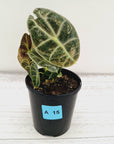Alocasia Watsoniana white lightening variegata