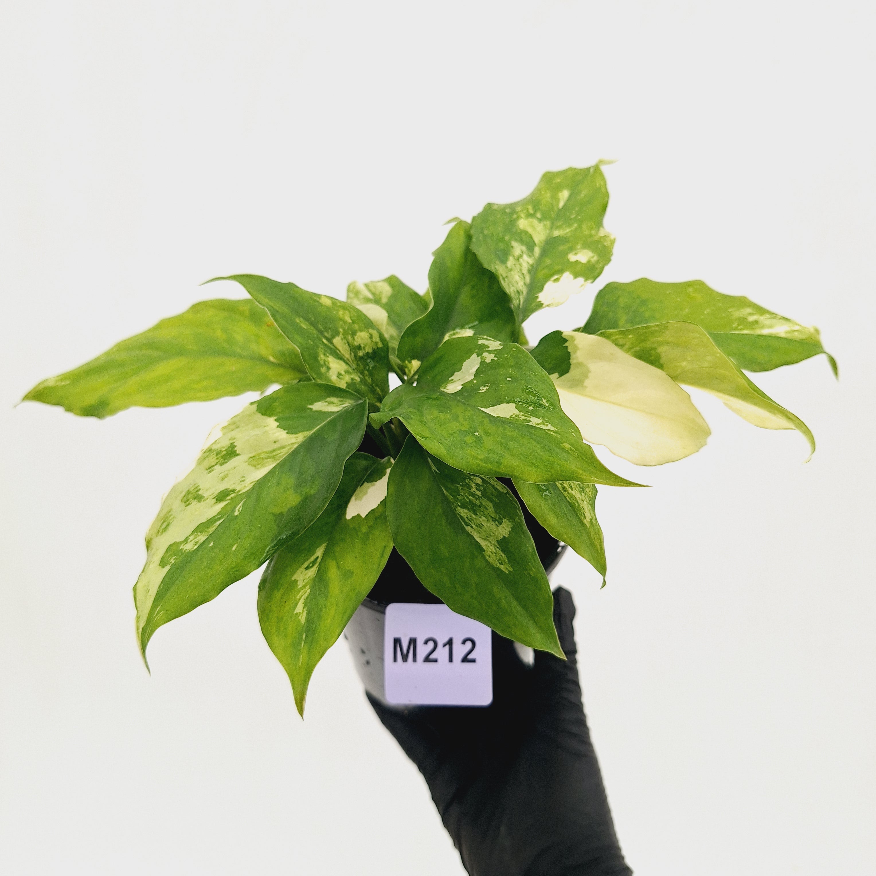 Aglaonema modestum variegata